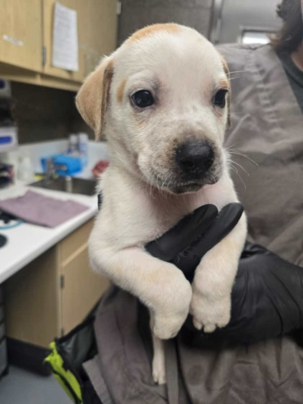 TOTAL BODY FUEL - Australian Cattle Dog available for adoption