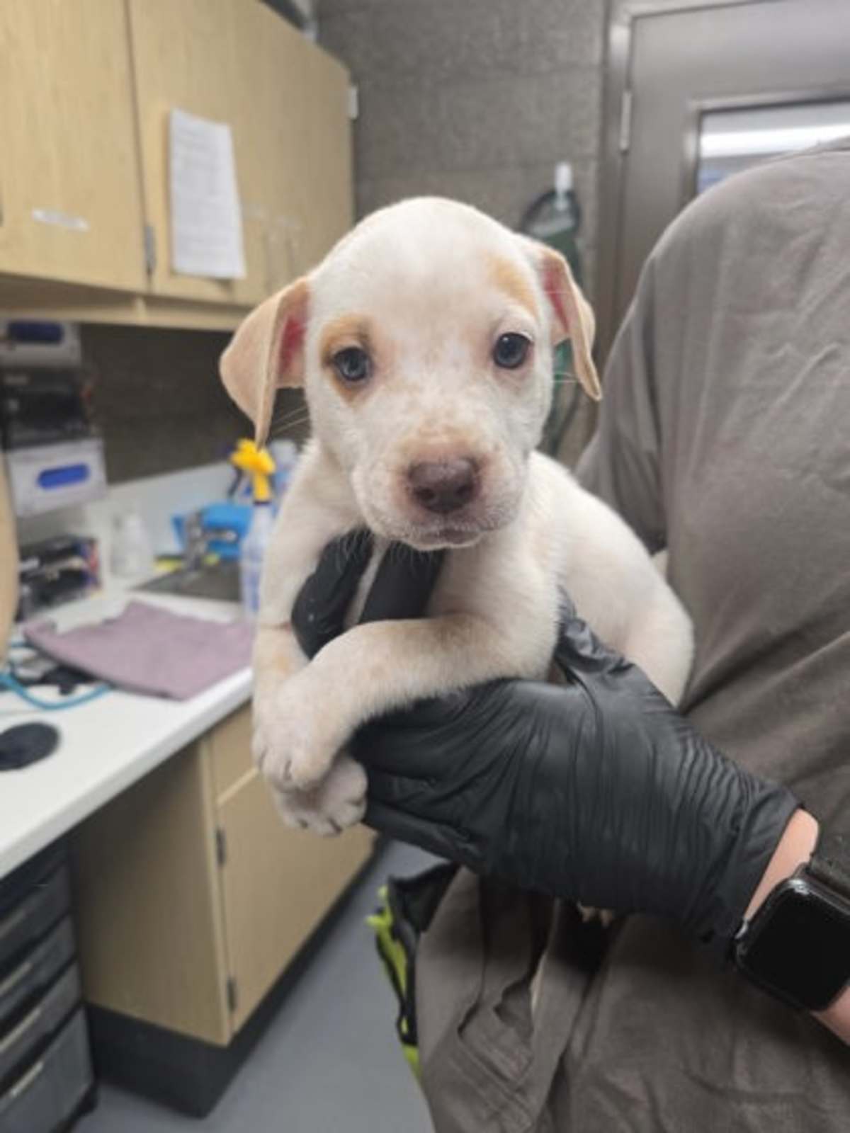 KICKSTART - Australian Cattle Dog available for adoption