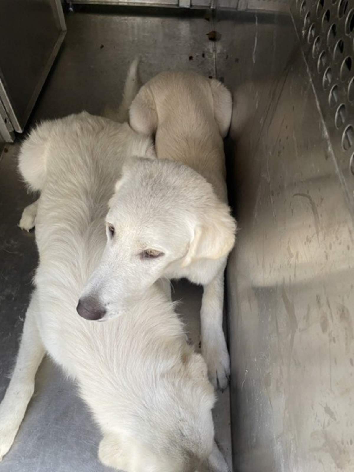 JASPER - Great Pyrenees available for adoption