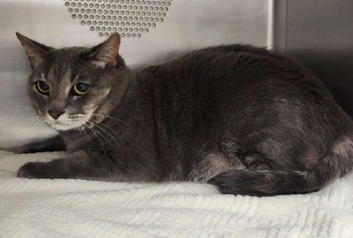 MANGO - Domestic Shorthair available for adoption