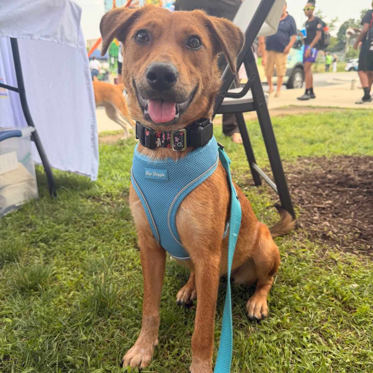 MAIZIE - Shepherd (Unknown Type) available for adoption