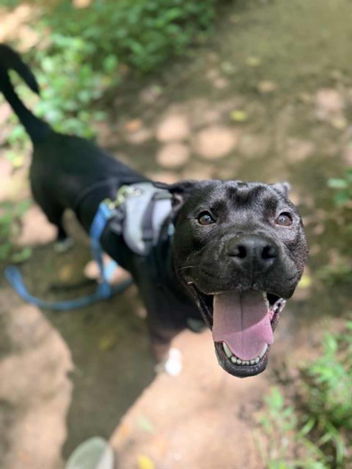 DREW - American Pit Bull Terrier available for adoption
