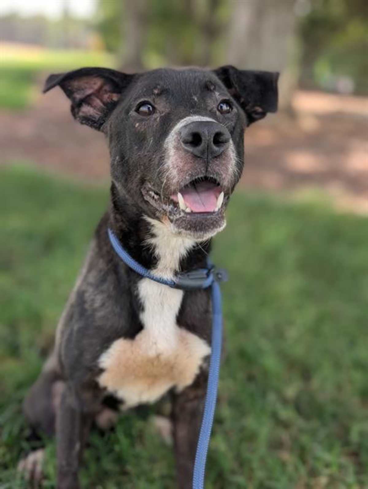 BANJO - Labrador Retriever available for adoption