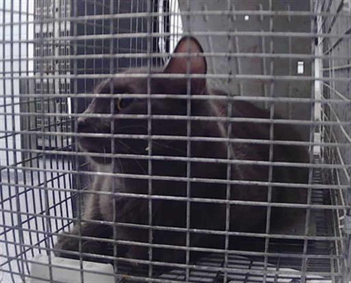 KUDZOO - Domestic Mediumhair available for adoption