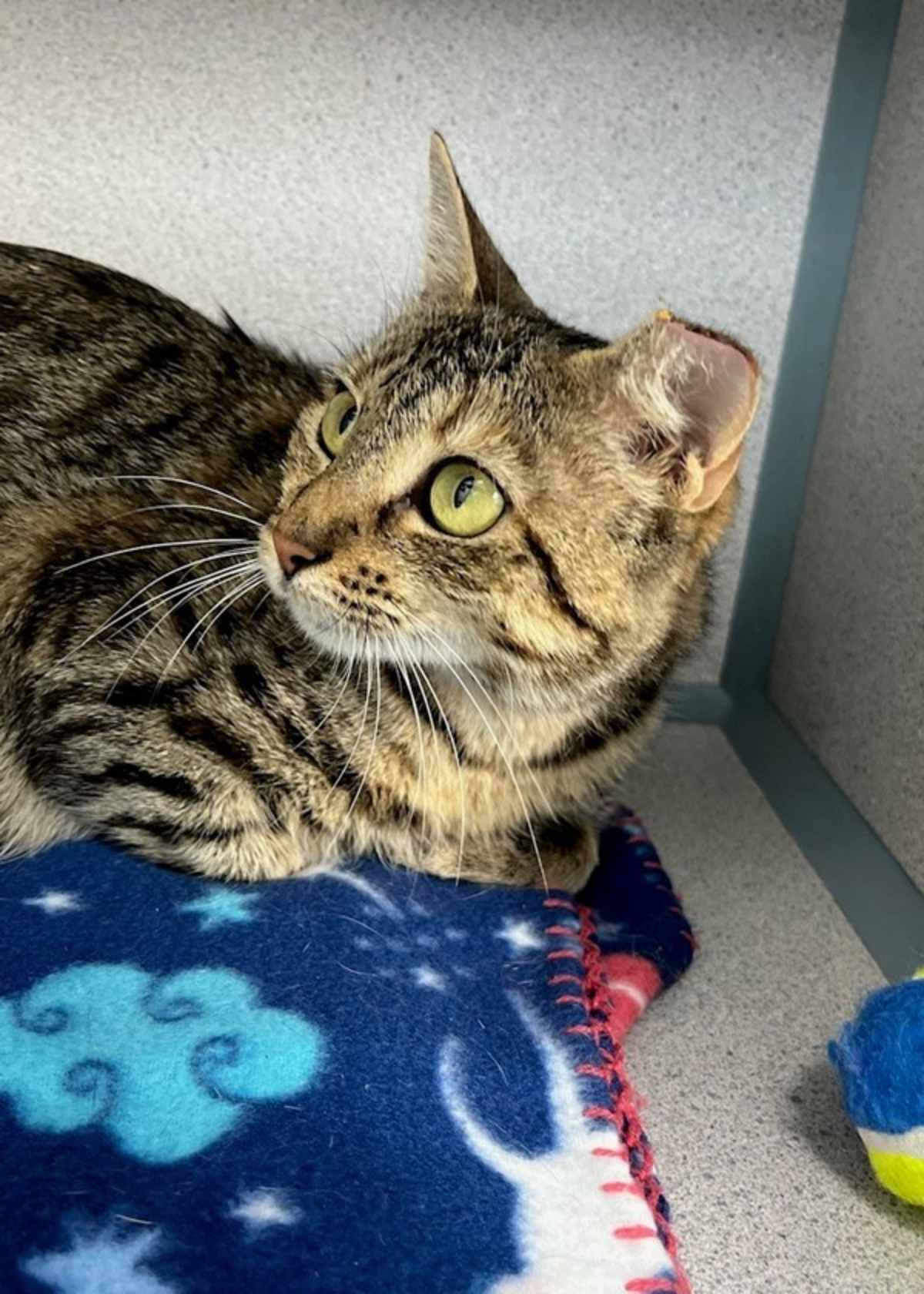LIBBY - Domestic Shorthair available for adoption