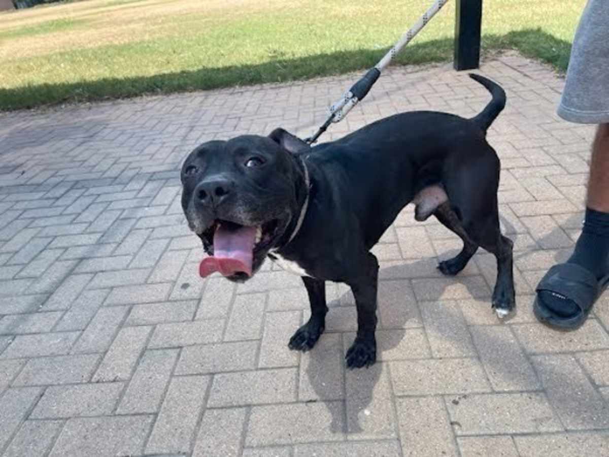 DEVON - American Pit Bull Terrier available for adoption