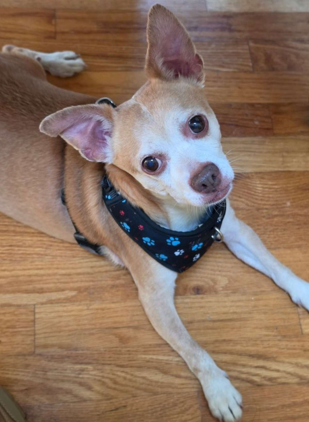 POOKEY (IN FOSTER) - Chihuahua / Terrier (Unknown Type, Medium) available for adoption