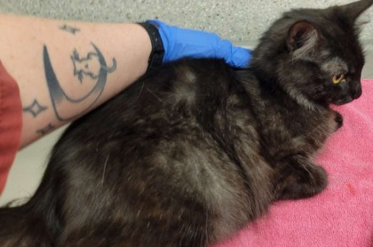 LYDIA - Domestic Longhair available for adoption