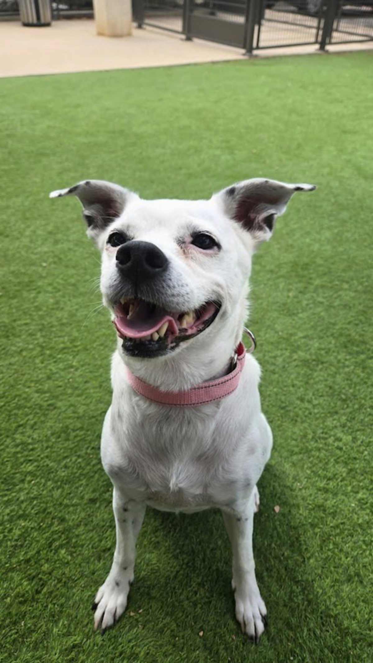 BELLA - Jack Russell Terrier available for adoption
