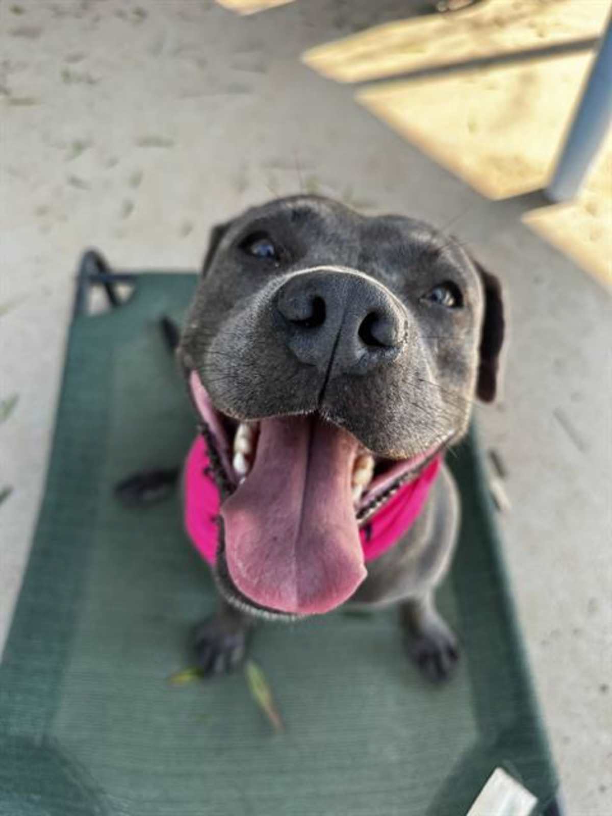 EYWAY - American Pit Bull Terrier available for adoption
