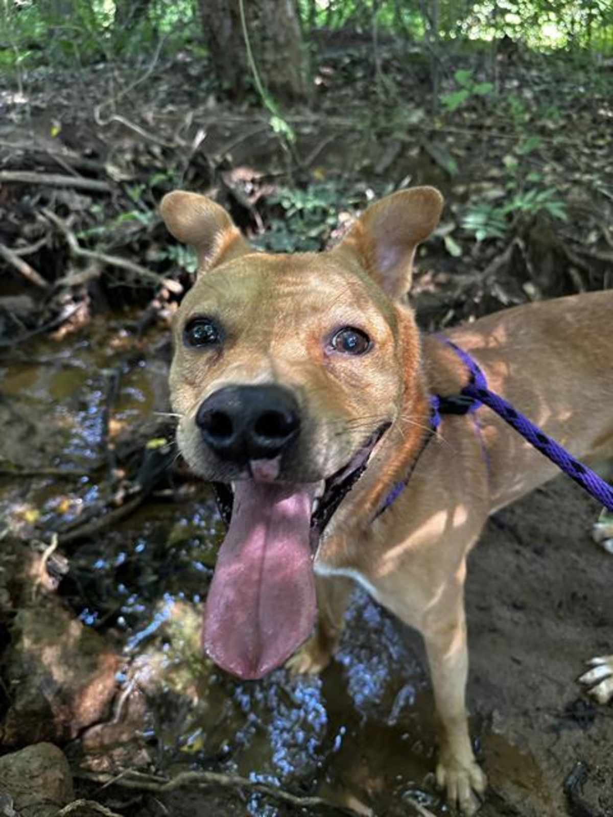 CARLOS - Mixed Breed (Medium) available for adoption