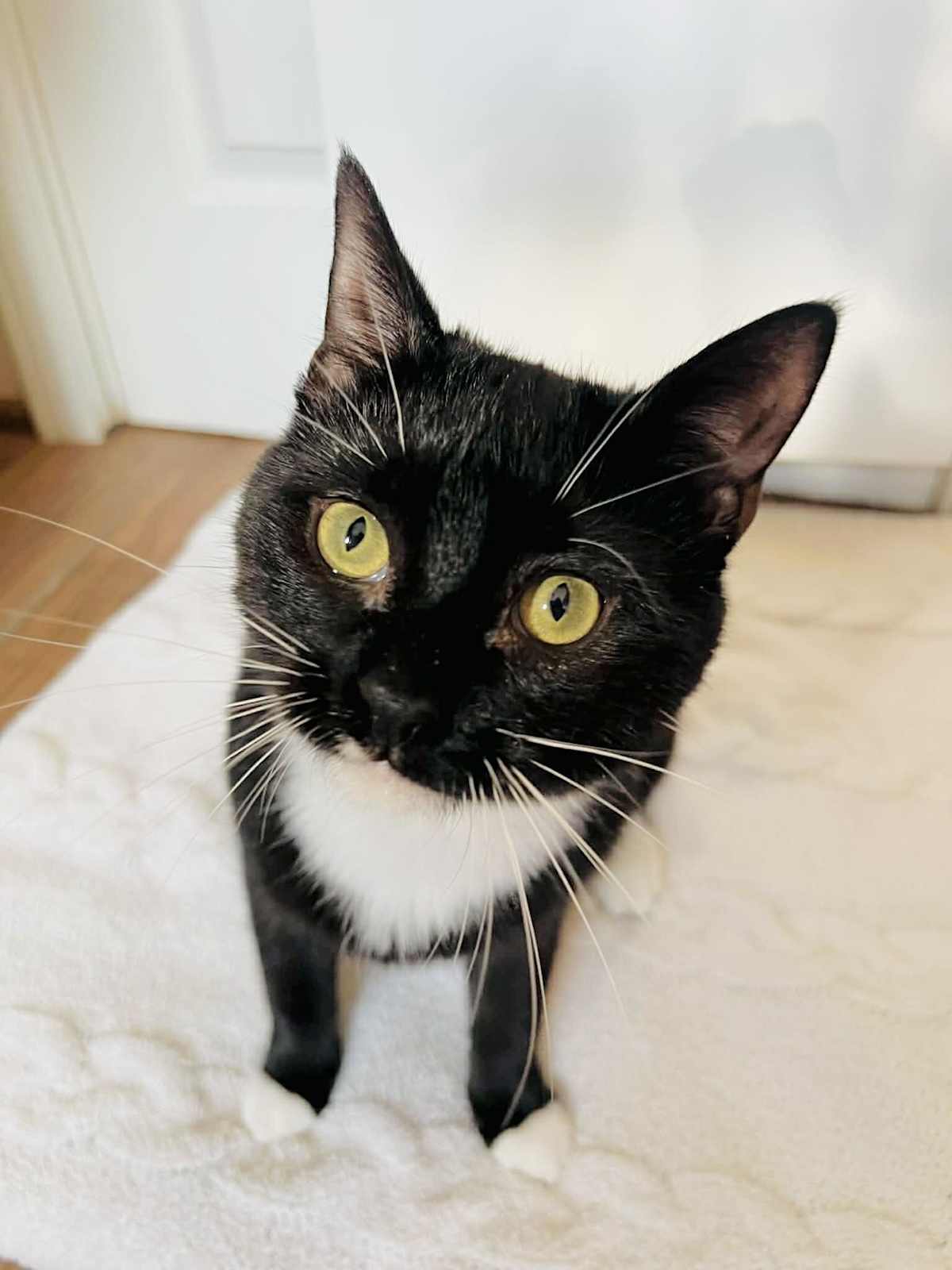 RAVEN - Domestic Shorthair available for adoption