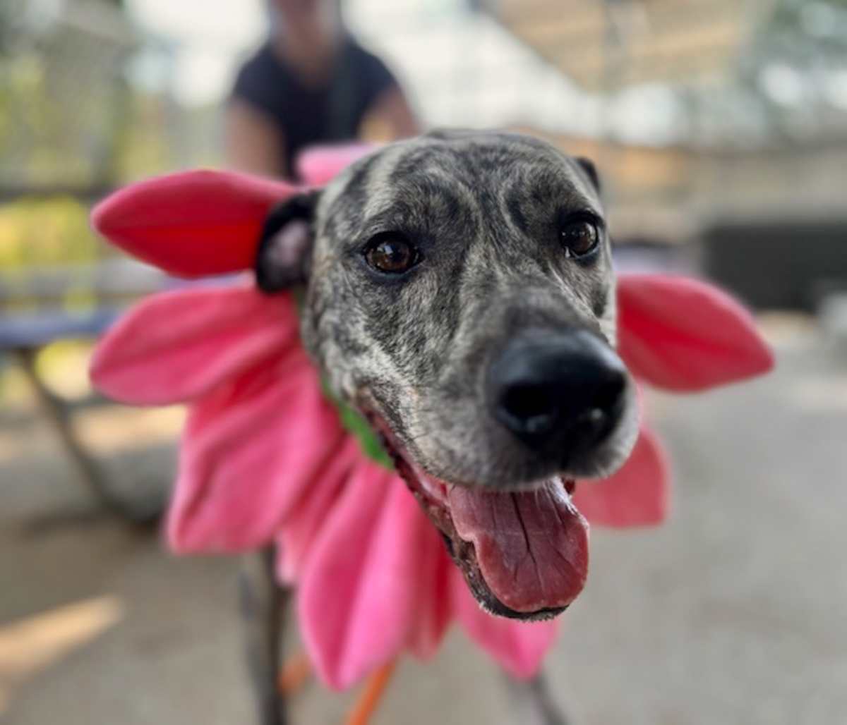 DAISY - American Pit Bull Terrier / Great Pyrenees available for adoption