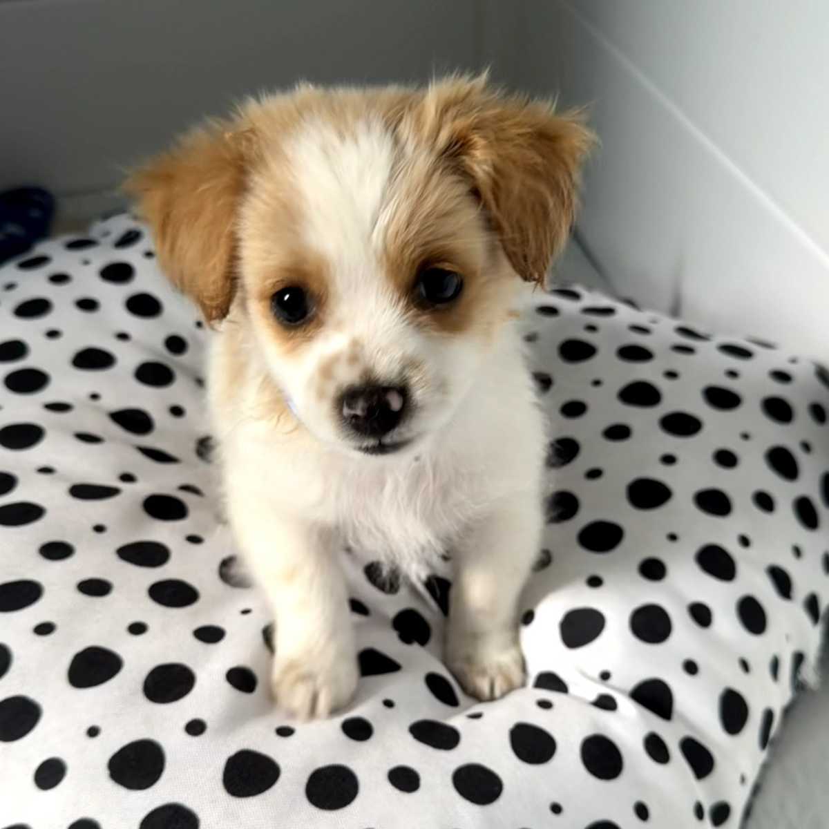 SIMON - Terrier (Unknown Type, Medium) / Maltese available for adoption