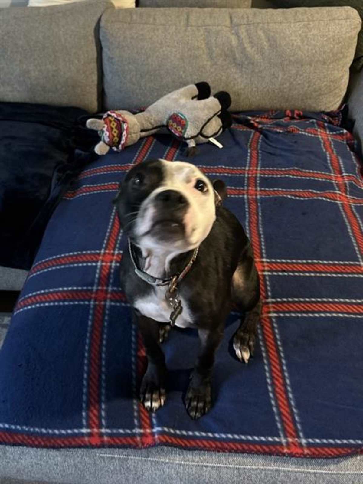 OLLIE - American Pit Bull Terrier available for adoption