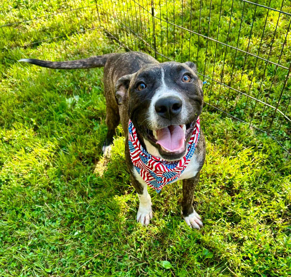 BACON - Boxer / American Pit Bull Terrier available for adoption