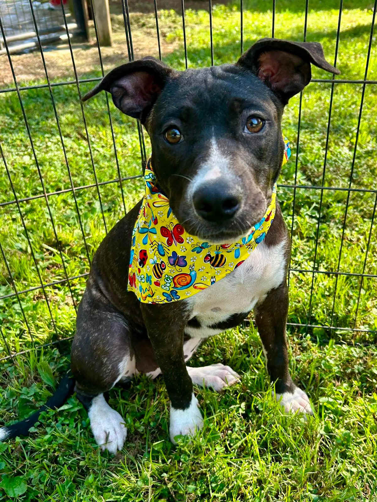 JELLYBEAN - Pit Bull Terrier / Boxer available for adoption
