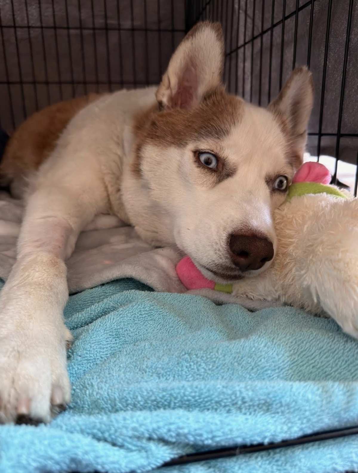COLBY JACK CP - Husky available for adoption