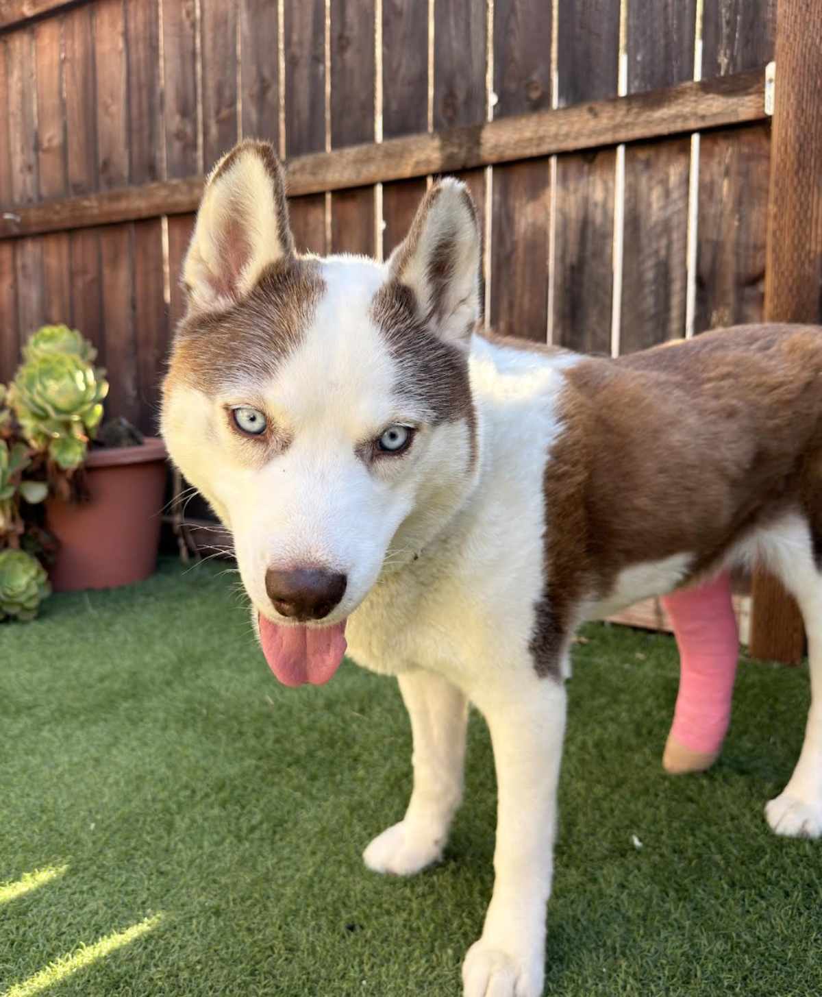 COLBY JACK CP - Husky available for adoption