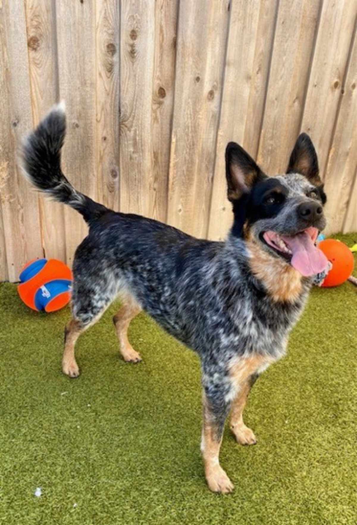 NOVA - Australian Cattle Dog available for adoption