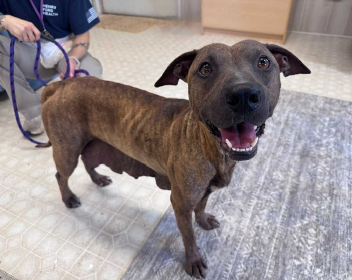 PRINCESS - American Pit Bull Terrier available for adoption