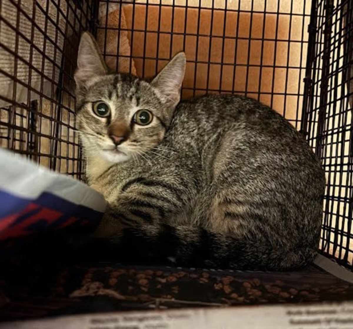 SPRINKLES - Domestic Shorthair available for adoption