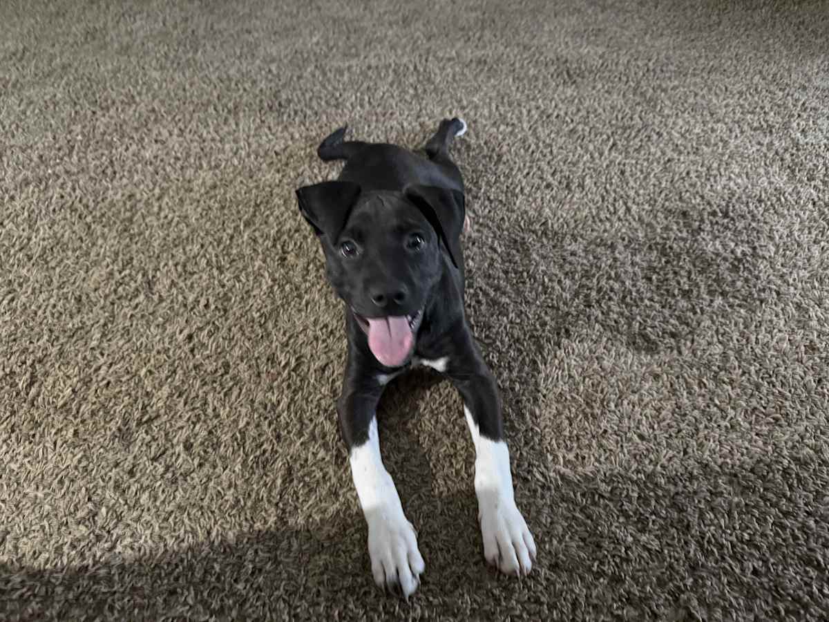LINDY - Labrador Retriever / Boxer available for adoption