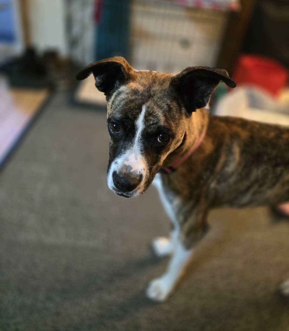 LILY - Boxer for adoption in Aurora
