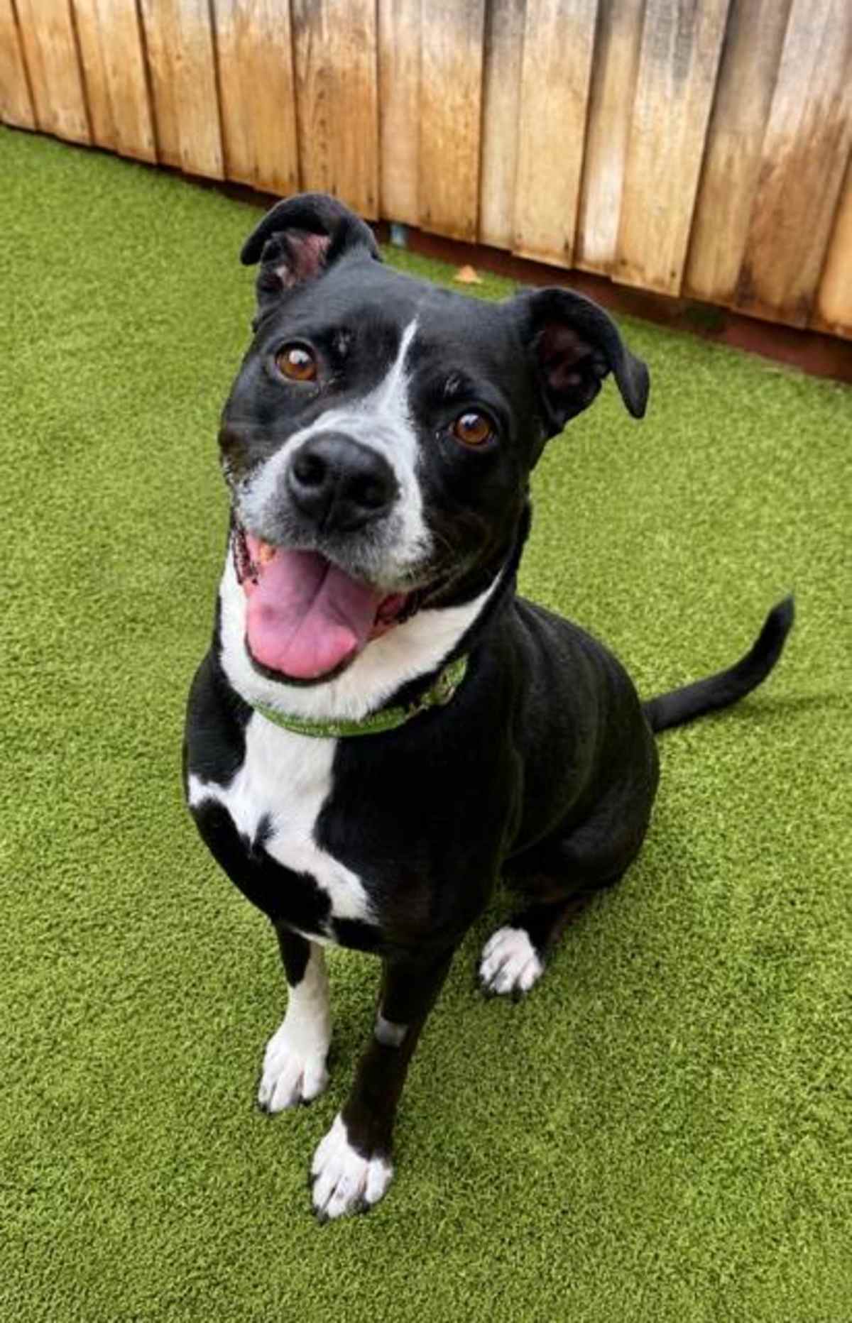 CUPCAKE - American Pit Bull Terrier available for adoption