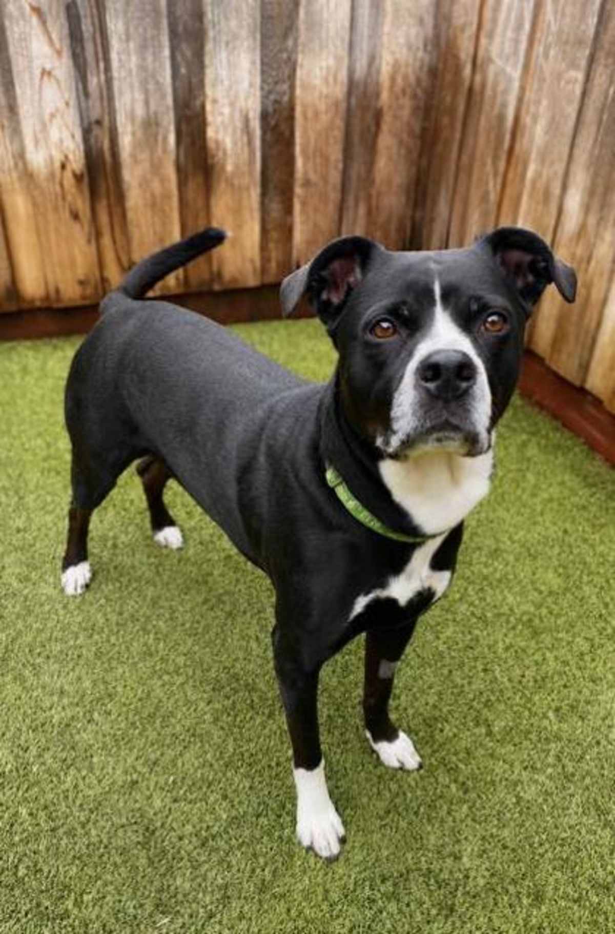 CUPCAKE - American Pit Bull Terrier available for adoption