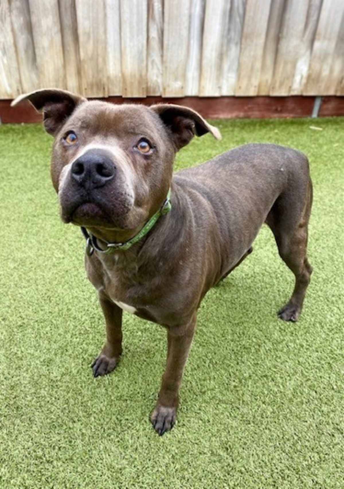 UMBER - American Pit Bull Terrier available for adoption