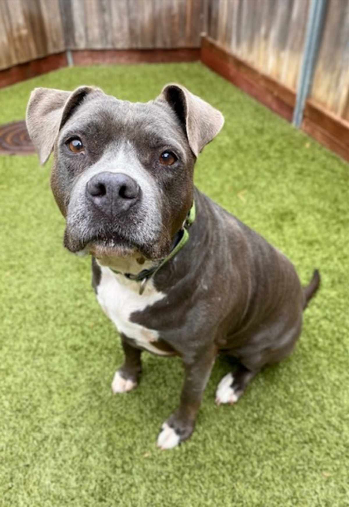 BLUSH - American Pit Bull Terrier available for adoption