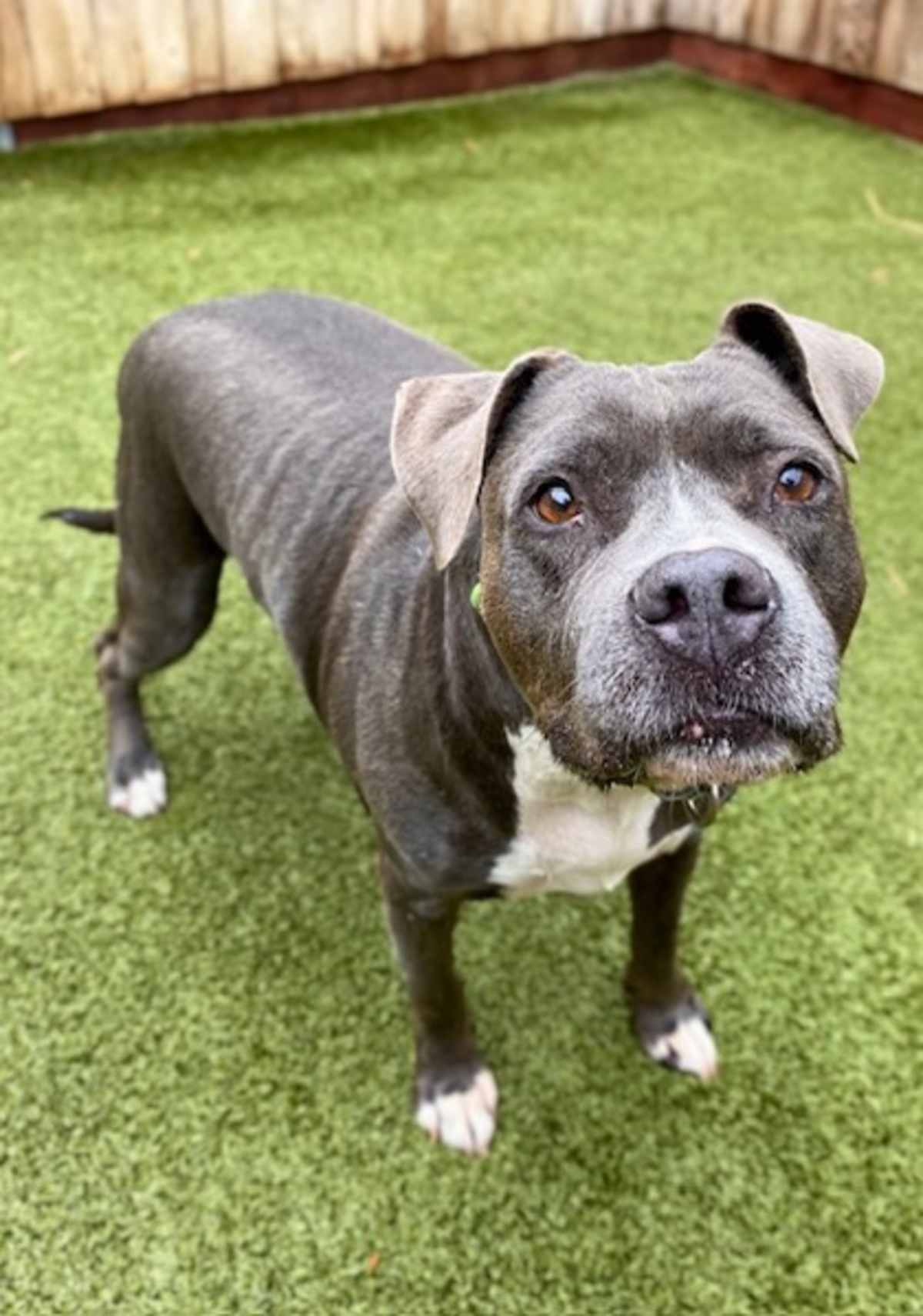 BLUSH - American Pit Bull Terrier available for adoption