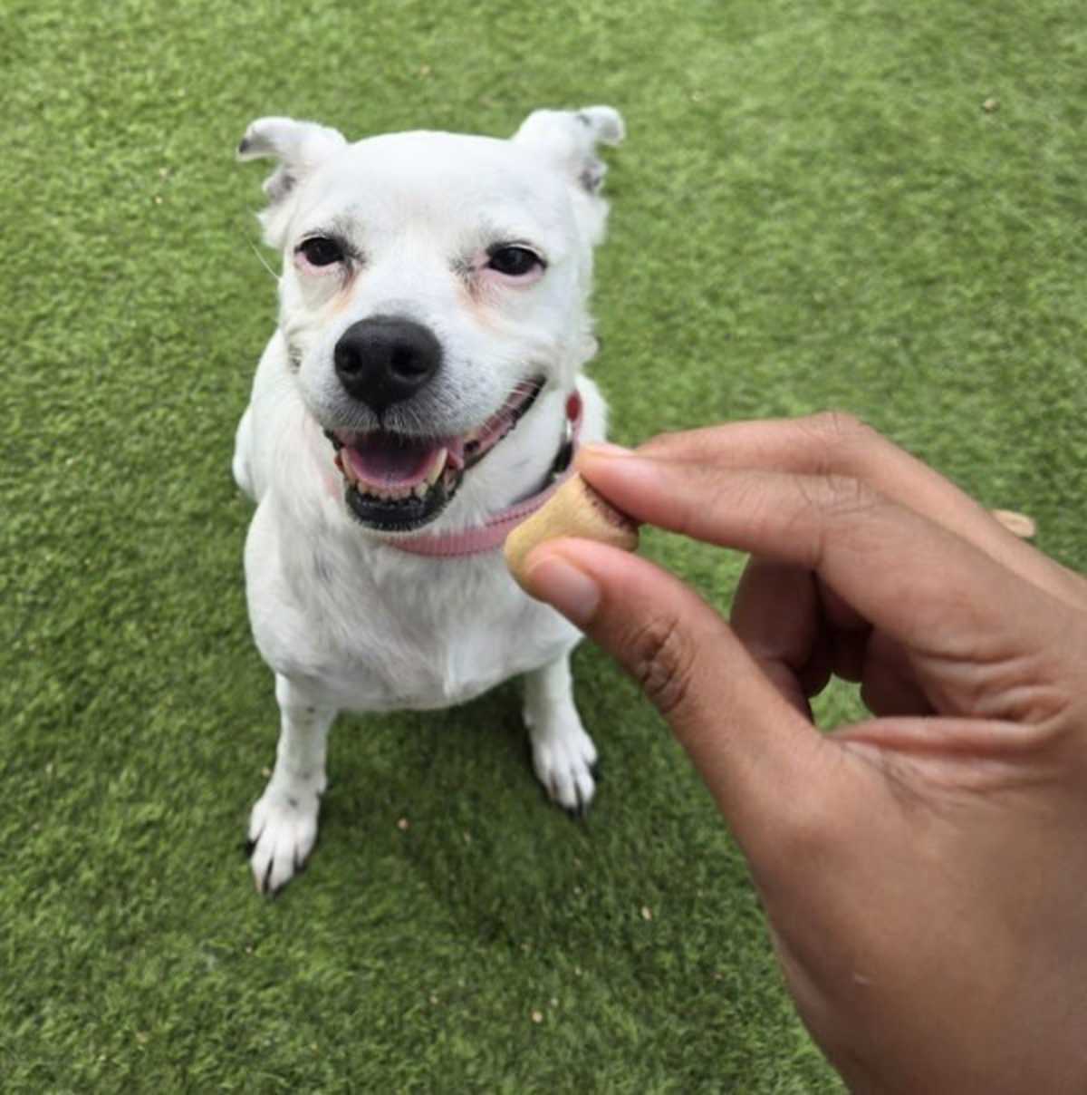 BELLA - Jack Russell Terrier available for adoption