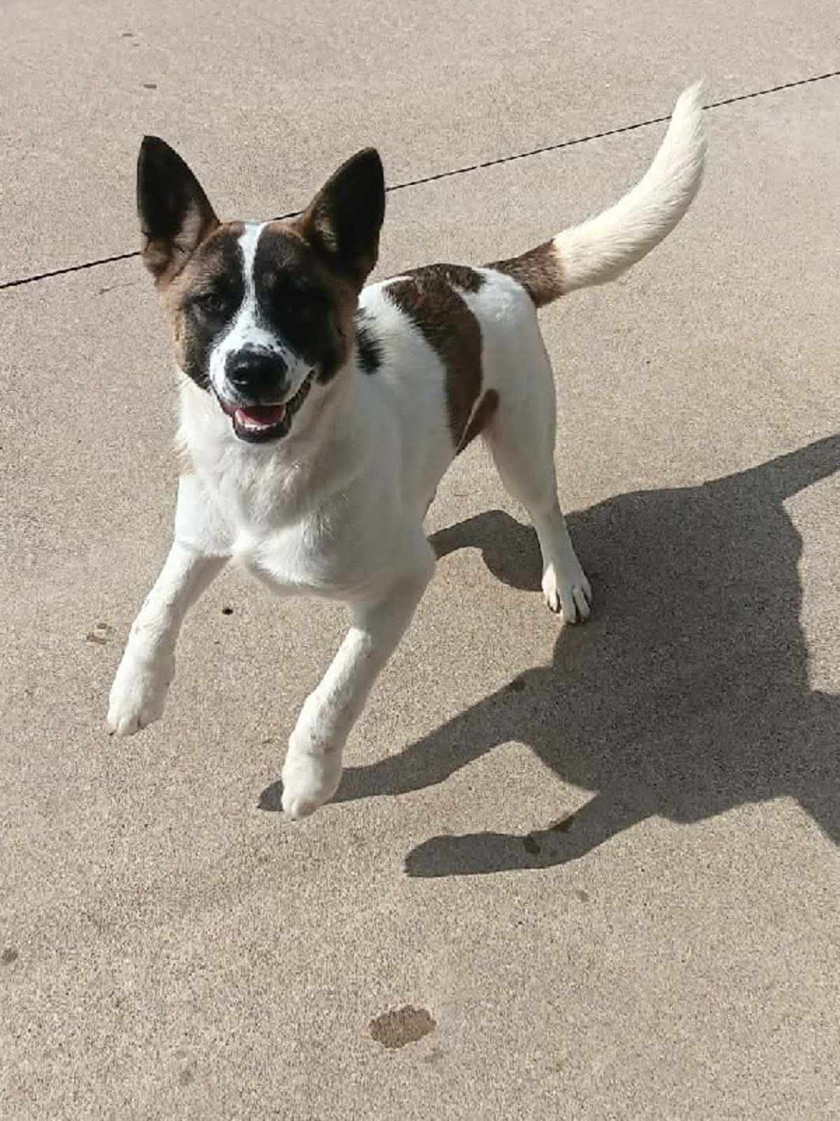 JUNIPER - Akita available for adoption