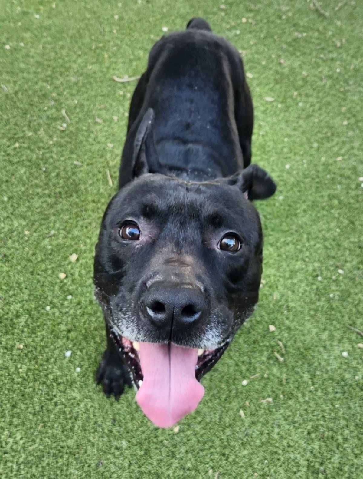 DEVON - American Pit Bull Terrier available for adoption