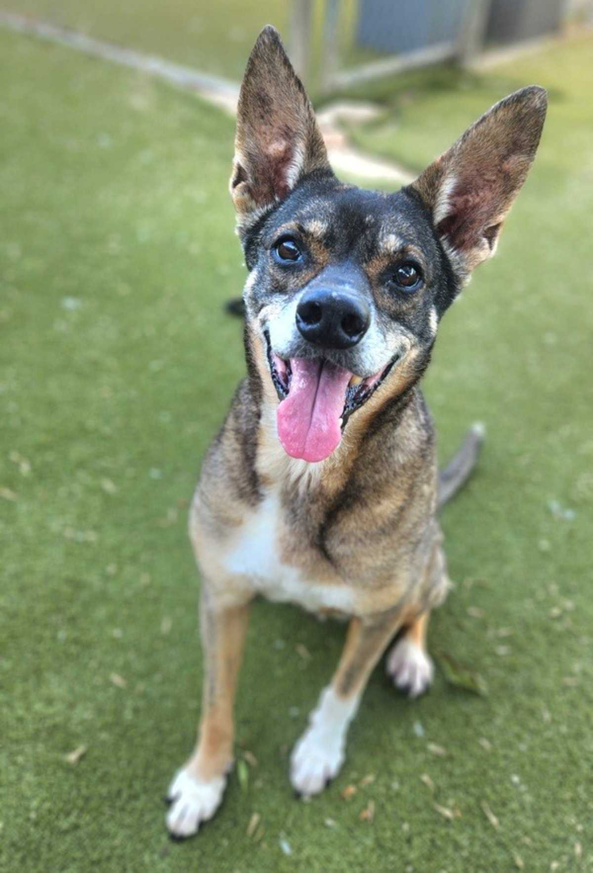 COYOTE - German Shepherd Dog available for adoption