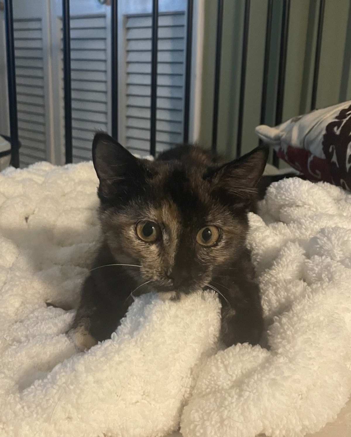 BITTY BUFAIN - Domestic Shorthair available for adoption