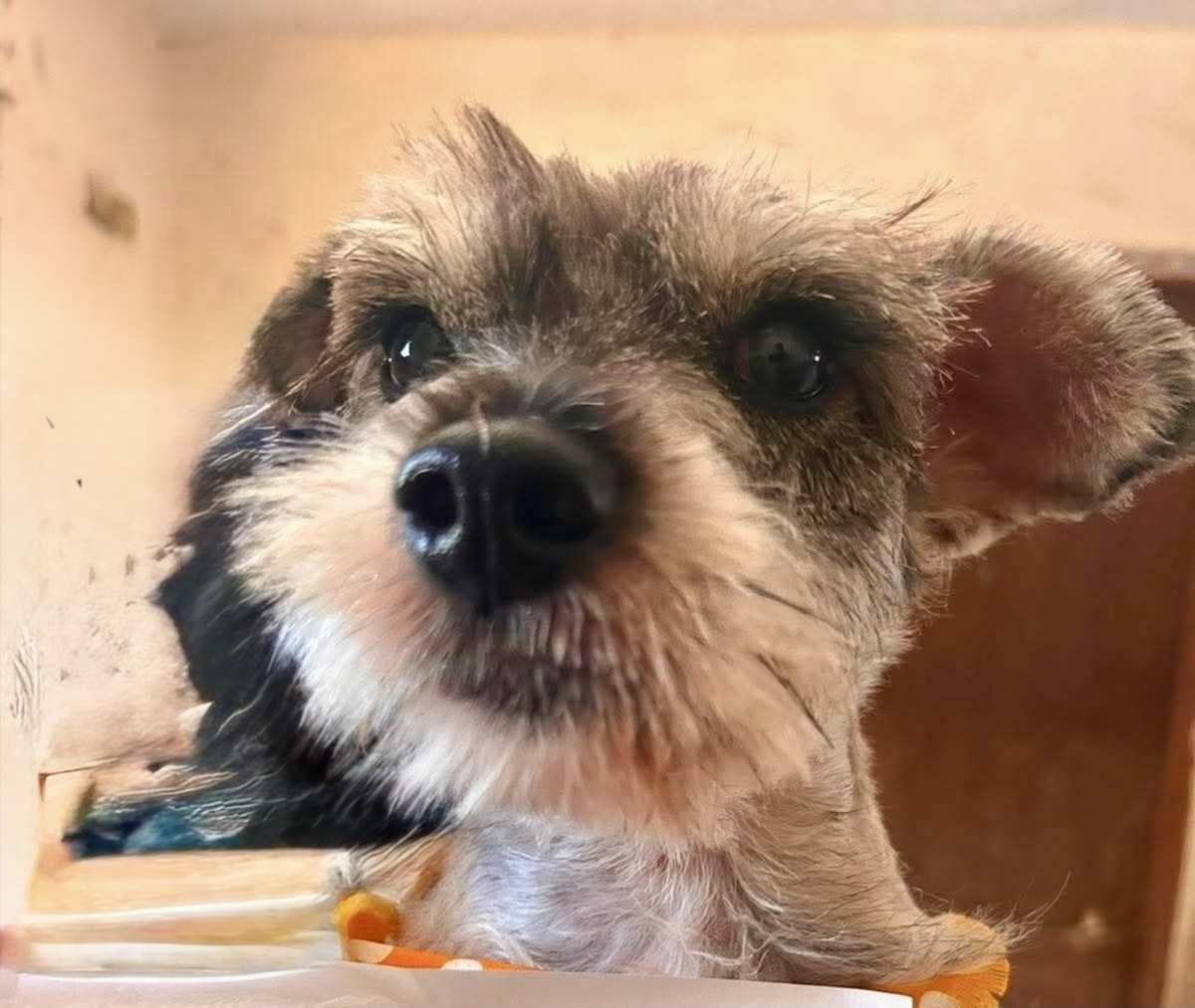 FREDDY - Schnauzer (Miniature) available for adoption