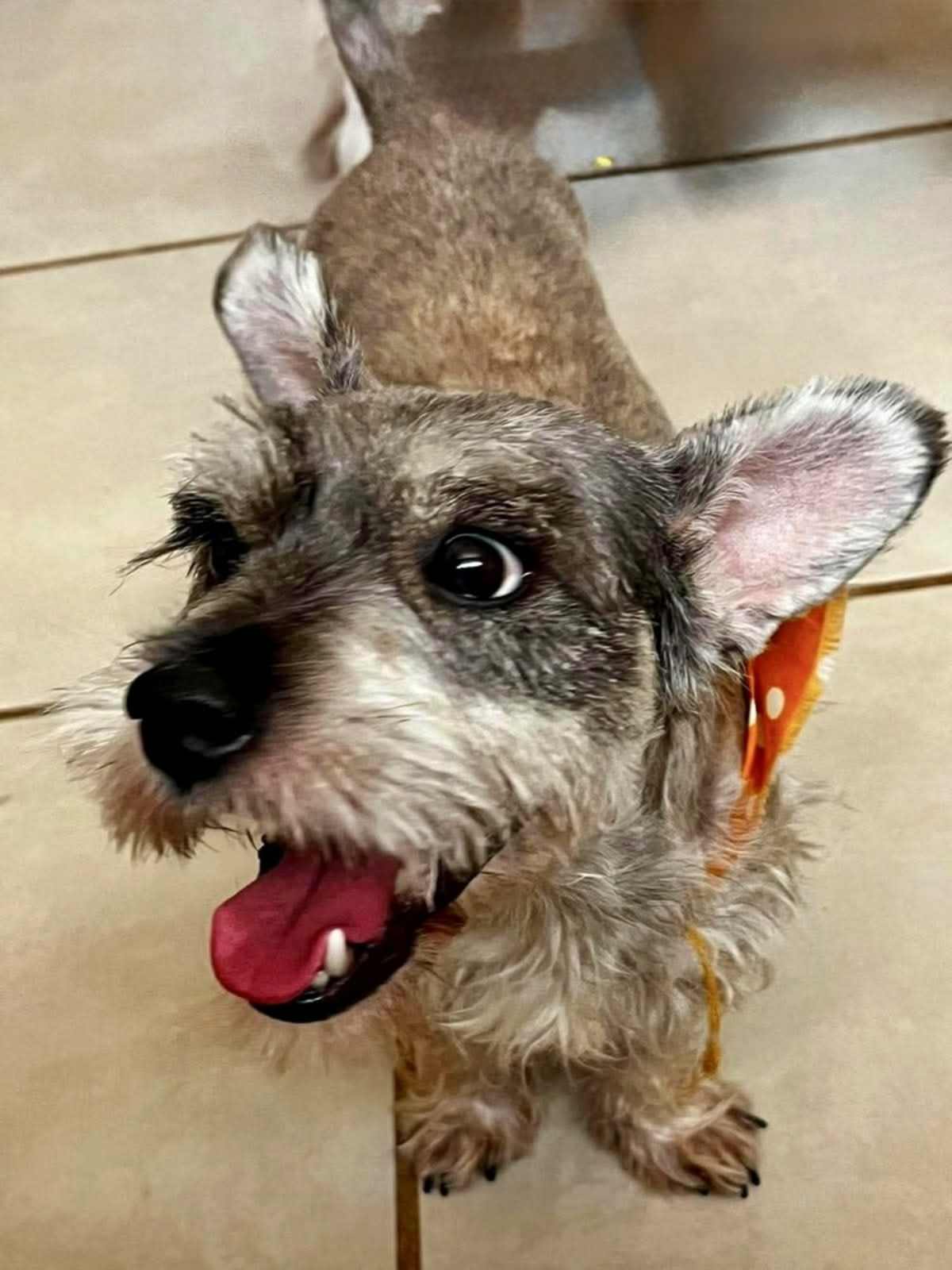 FREDDY - Schnauzer (Miniature) available for adoption