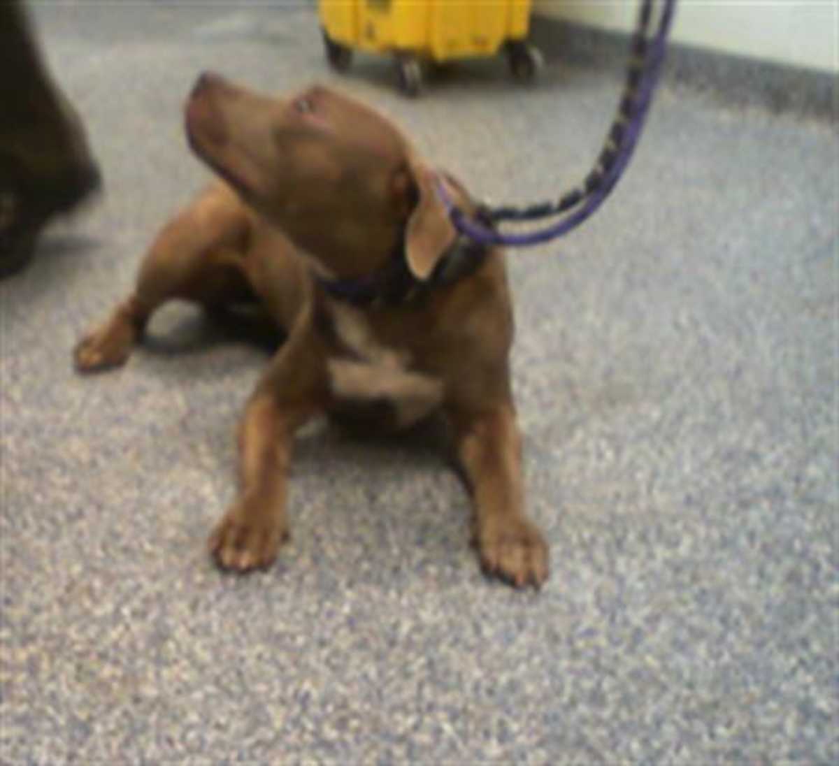HARTLEY - American Pit Bull Terrier available for adoption