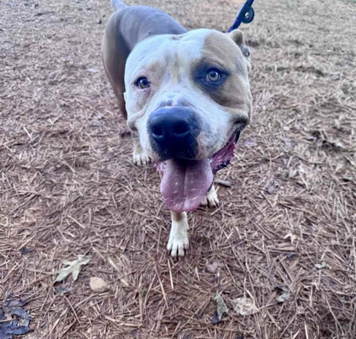 HORACE - American Pit Bull Terrier available for adoption