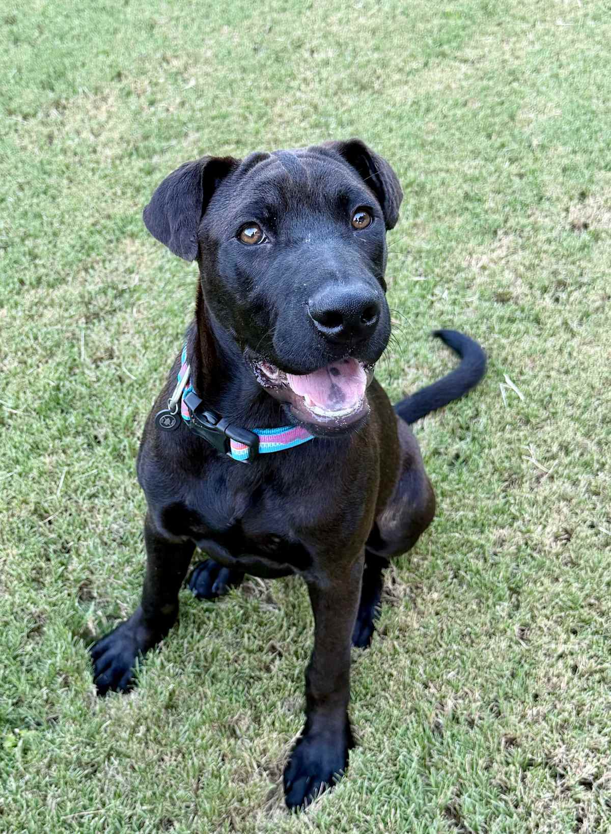 SHADE~ADOPTED! - Labrador Retriever / Shar Pei available for adoption