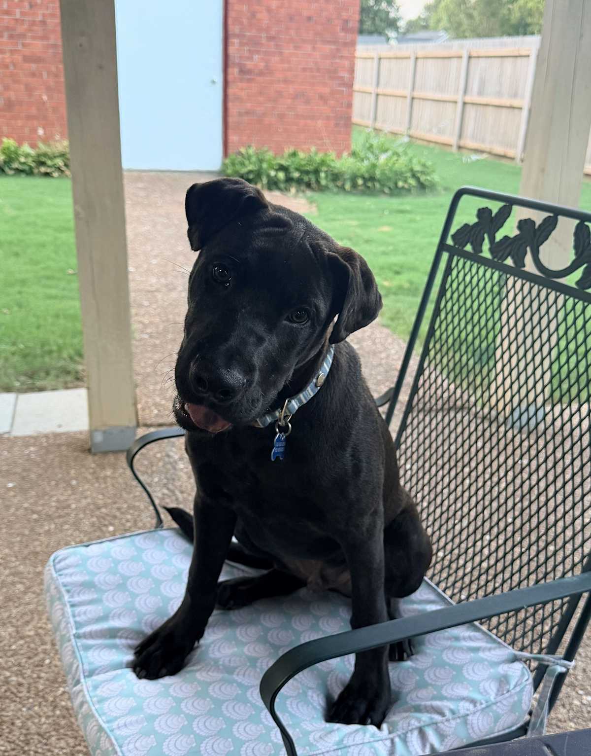 SHADE~ADOPTED! - Labrador Retriever / Shar Pei available for adoption