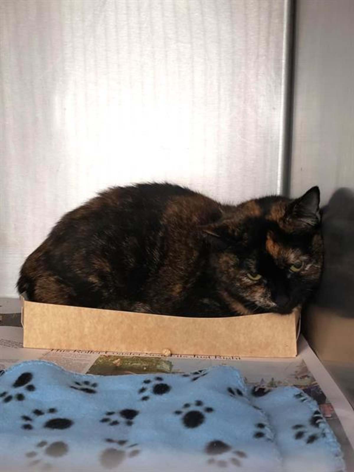 EMBER - Domestic Shorthair available for adoption