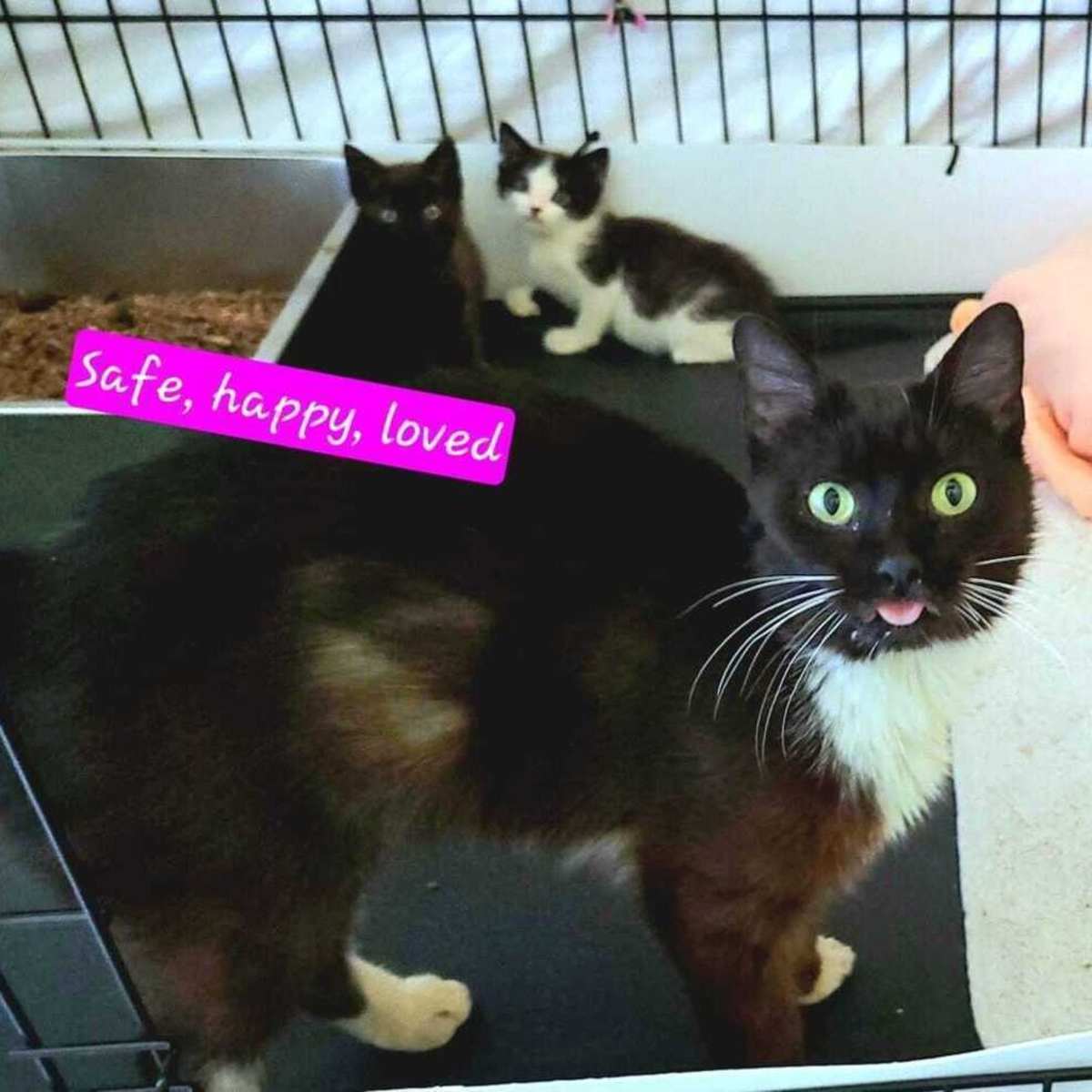 LANEY - Domestic Shorthair available for adoption