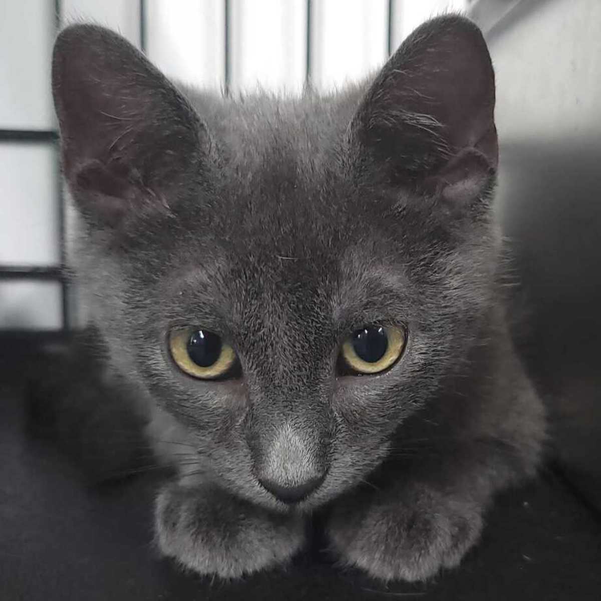 ZEUS - Domestic Shorthair available for adoption