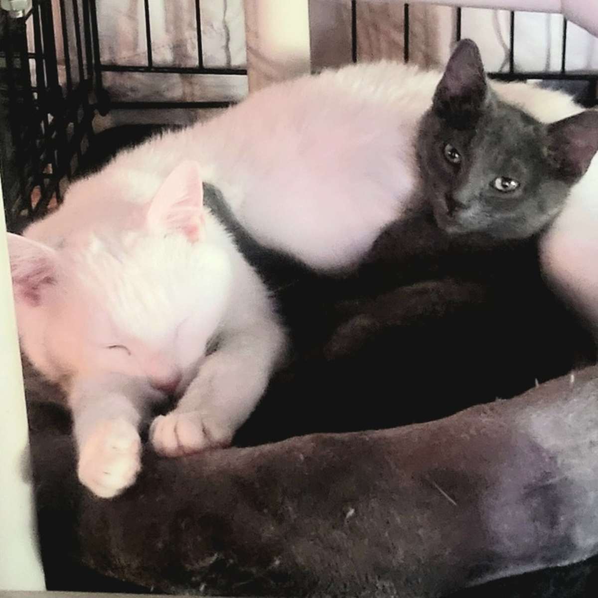 PASHA - Domestic Shorthair available for adoption