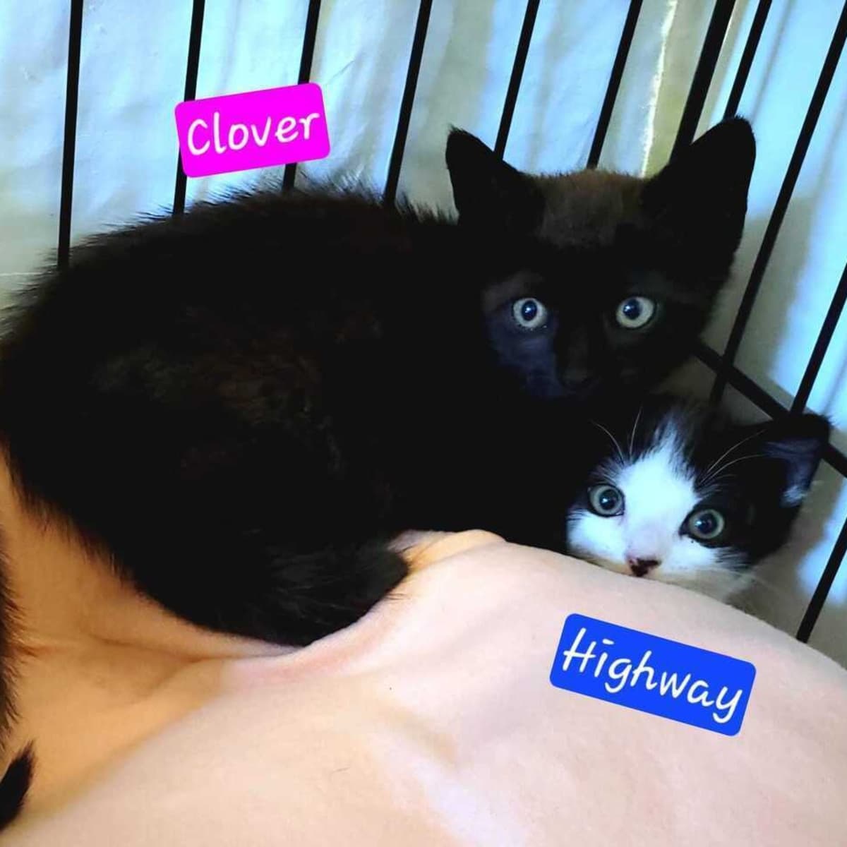 HIGHWAY - Domestic Shorthair available for adoption