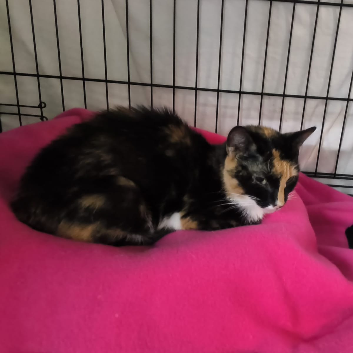 CALLIE - Domestic Shorthair available for adoption